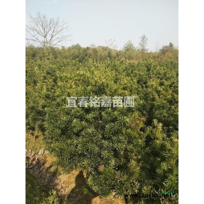 木荷、枫香、杉木、香樟、马褂木、江南桤木等一年苗