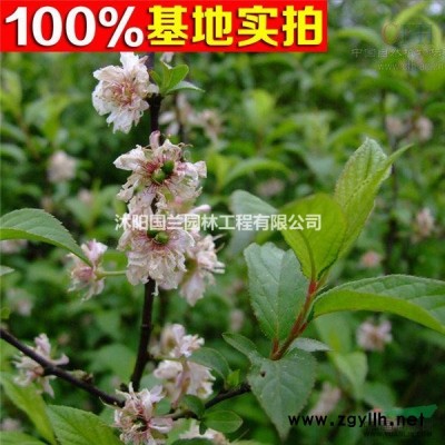 供应香樟、香樟苗、香樟小苗、香樟工程苗.