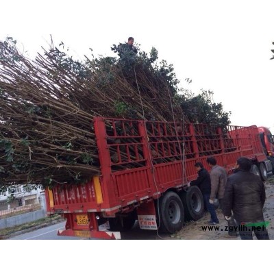 专供0.8～18大叶女贞，4～8银杏