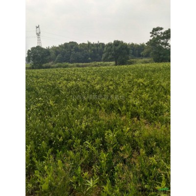 多杆移栽香樟80-120公分9供应/多杆移栽香樟80-120公分9图片