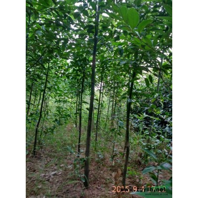香樟 香樟小苗报价/重庆香樟 香樟小苗报价