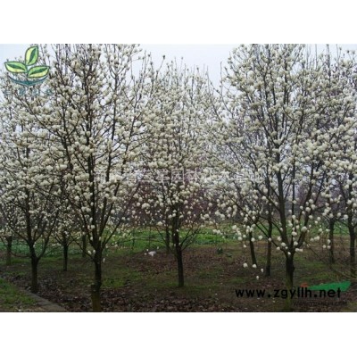 广玉兰,河南广玉兰种植基地,广玉兰价格优惠