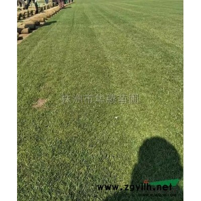 香樟供应/香樟图片