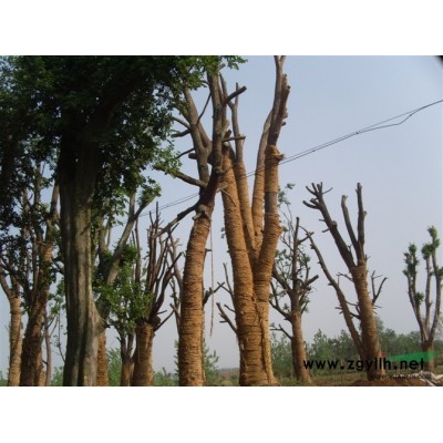 各种规格广玉兰