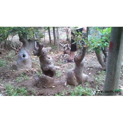 河南广玉兰，玉兰基地