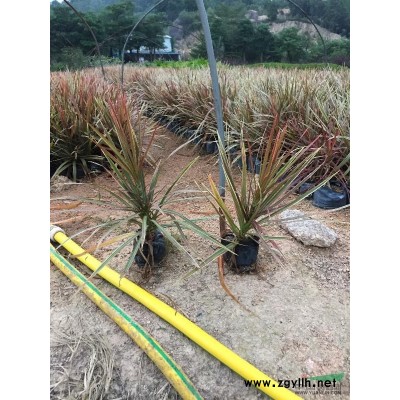 漳州供应精品香樟