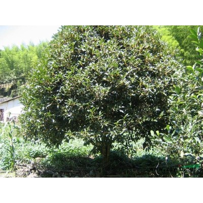 浙江香樟.*新价格/浙江香樟.报价