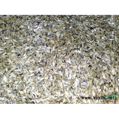 江西广玉兰小苗