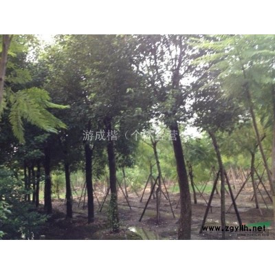 四川地区8-12公分广玉兰 出售四川广玉兰 四川广玉兰供应