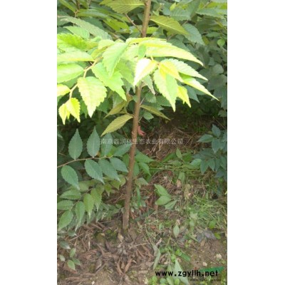 南京供应香樟，量大各种规格