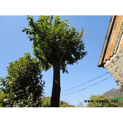 各种规格玉兰(红，黄、白、紫、)广玉兰