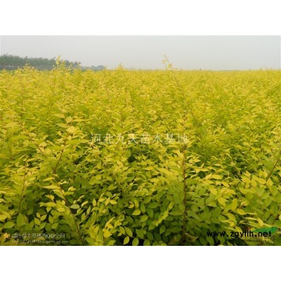 法桐、、国槐、白蜡、刺槐、香花槐、金叶榆、黄金槐、银杏、火炬