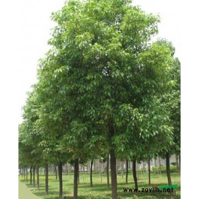 浙江香樟*新报价/香樟图片