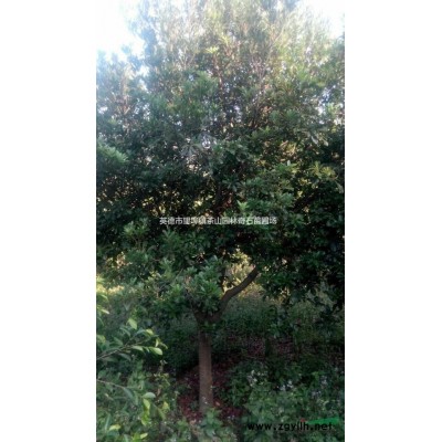 地径5.5公分香樟树，广东香樟