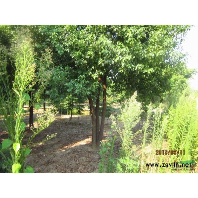 广玉兰2*新价格/广玉兰2报价