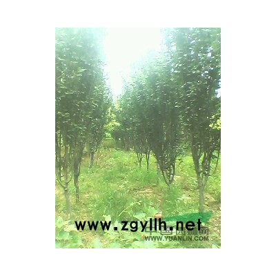 西府海棠、樱花、玉兰、银杏、红枫、紫薇苗圃苗供应