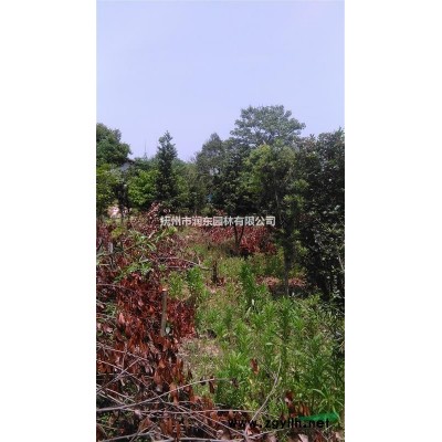 供应香樟多种规格