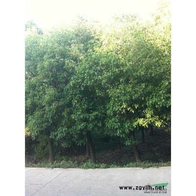 安徽枇杷、紫薇、香樟、水杉、乌桕、红叶李