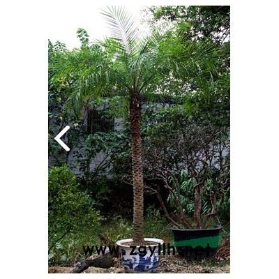 无锡广玉兰由锦羊山庄长期种植 价格公道 成活率高