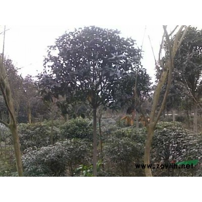 白玉兰，广玉兰，桂花，黄栌，银杏等