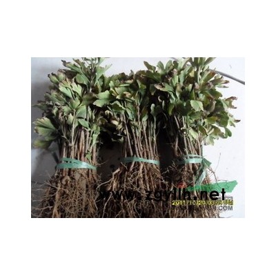 绿化苗木批发 行道树 白玉兰，紫玉兰，黄玉兰，广玉兰 树苗