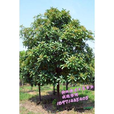 武汉地区大量供应大规格香樟