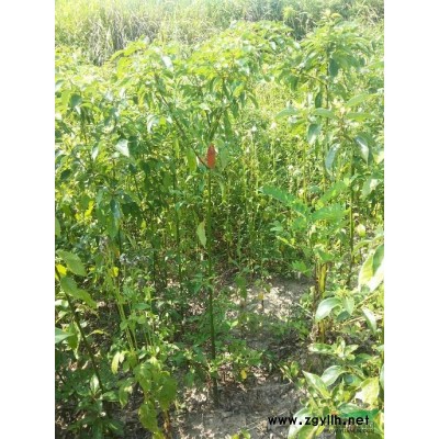 香樟4*新价格/香樟4报价