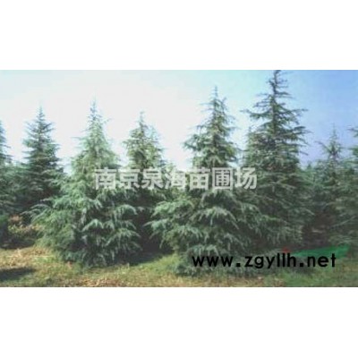 南京雪松紫叶李白广玉兰大叶女贞马褂木中山杉落羽杉