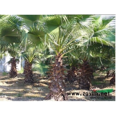 香樟，杜松，小叶榕，盆架子供应行情报价\香樟，杜松，小叶榕，盆架子供应图片展示