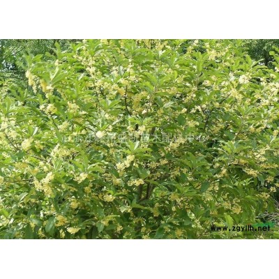 香樟，香樟价格，香樟供应，香樟图片