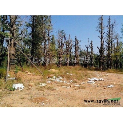 大量出售2--20公分桂花树 香樟小苗