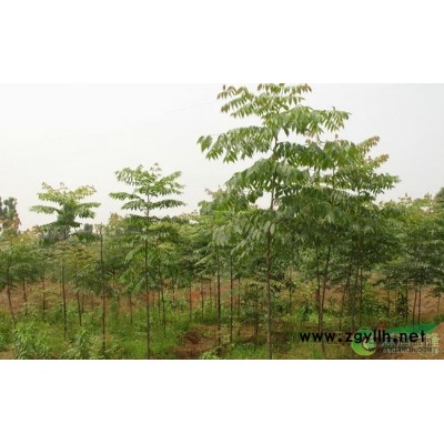 精品大型单杆古香樟树，森润富隆林业发展有限公司