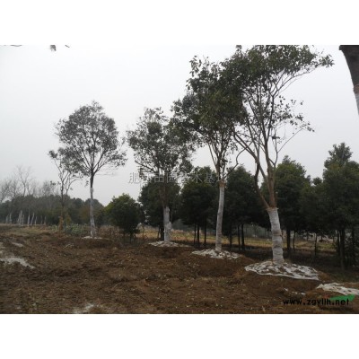 大量供应米径2公分优质香樟