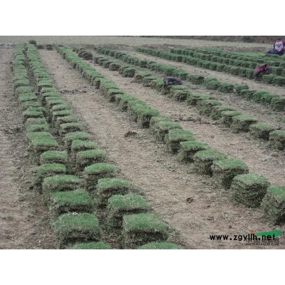 湖南香樟 湖南移栽香樟  湖南香樟价格