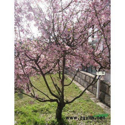 浙江香樟1*新报价/香樟1图片