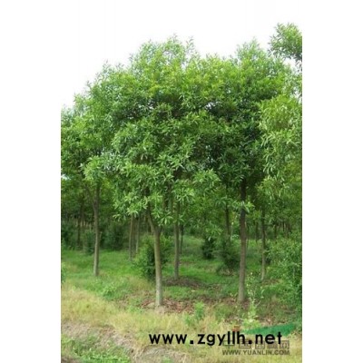 供应香樟/安徽香樟低价格批发