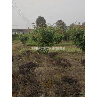 桂花行情报价\桂花图片展示