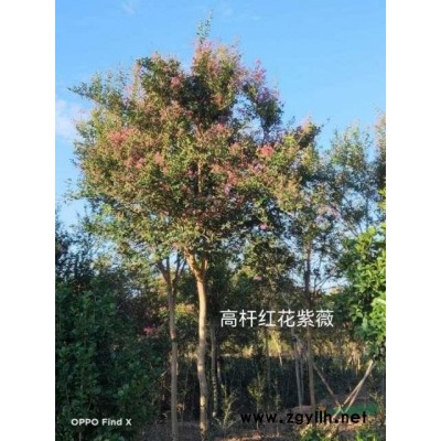 高杆桂花