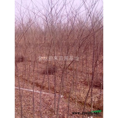 8-15cm香樟图片\8-15cm香樟报价