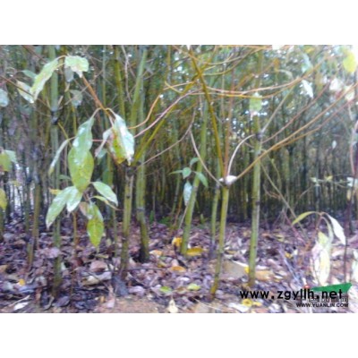 大量出售供应香樟树