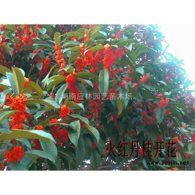 低价供应想胸径20公分移栽香樟，全冠香樟价格