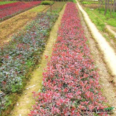 香樟芽长10cm 香樟木胸径可达3cm 香樟主根50cm香樟