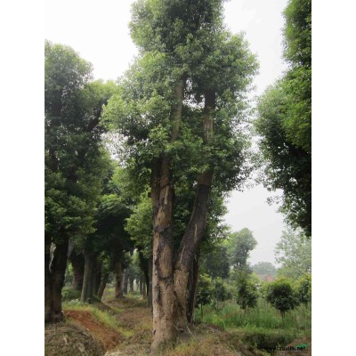 益阳市慧林园林供应双杆骨架香樟树