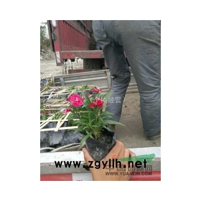 高分枝精品桂花