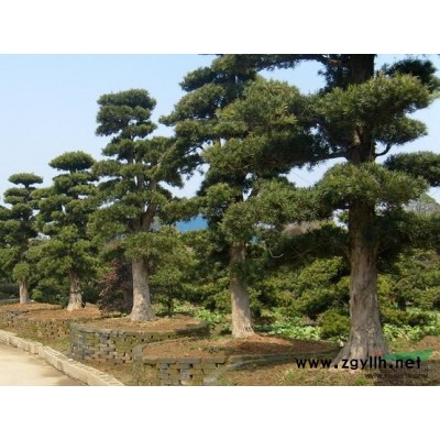 长沙香樟树基地 香樟树移栽技术 香樟树移栽技术