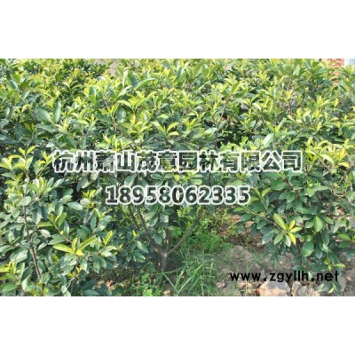 大香樟图2