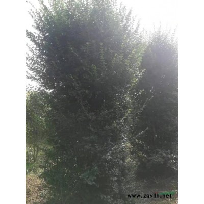 河南17公分大叶女贞 18公分大叶女贞 19公分大叶女贞 2