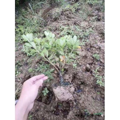 江西九江低分支桂花200公分-300公分