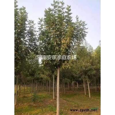 出售8--10公分大叶女贞5500棵价格优惠农户直销