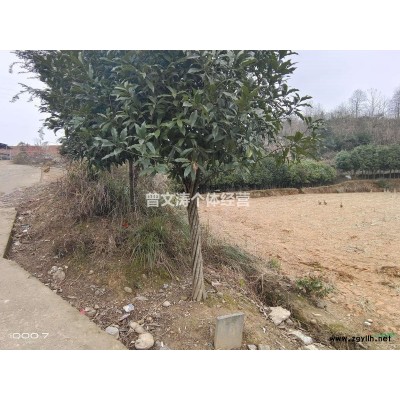 两万棵桂花树欢迎大家采购量大从优